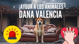 Situación Crítica: Cómo Puedes Ayudar a los Animales Afectados en Valencia, España