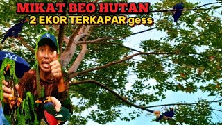 MIKAT BURUNG BEO ATAS BUKIT, BEO NYA RAME HINGGAP KE TAJUR!! SERU LAH