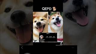 #Viral QEPD Cheems 🐾🐕 El perrito de los memes ya descansa,sus dueños confirman ##cheems #qepd