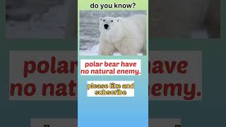 fact 88, polar bear has no enemy