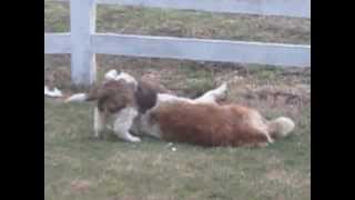 Saint Bernard Puppy for Sale - Mercersburg, PA