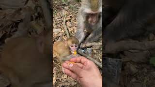 Watch this monkey and her baby