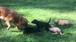 Playing with momma - 6 week old Goldadors