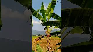 Pemandangan Gunung dan Sawah Habis Panen.