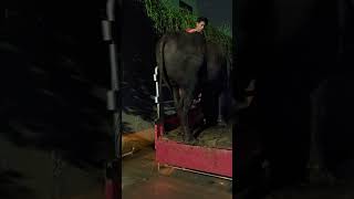 KEDATANGAN GRANDONG SAPI 1 TON UP