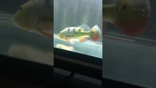 Peacock Bass (Monoculus) Live Feeding #shorts