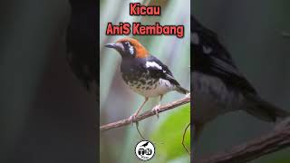 Kicau anis kembang #aniskembangngerol #birds