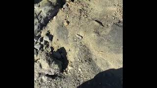 Catching crabs at a rocky beach!