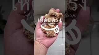 เหมือนเชื้อในก้อนเห็ดแครงจะหมดแล้ว 🍄😭 เศร้า #เห็ด #เห็ดแครง #SplitGillMushroom