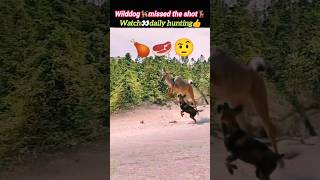 Wilddog🐕‍🦺hunt antelope🦌 | wilddogs eating alive | wilddog attack | @Wildshikaari007