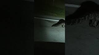 Baby alligator found in the middle of the night!!! # alligator#