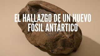 El hallazgo de un huevo fósil antártico 🦕🥚