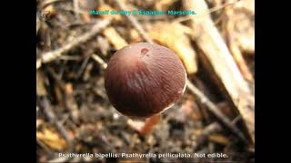 Psathyrella bipellis. Champimaginatis. English Text.