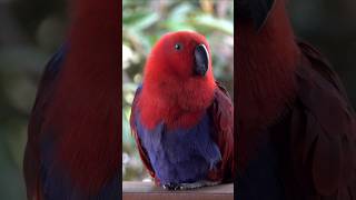 THE WONDERFUL ECLECTUS PARROTS - AMAZING NATURE