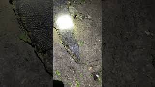 Ketemu monster biawak ⚠️#borneo #biawak #short #video