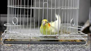 Cockatiel escape (Calopsita fugindo da gaiola)