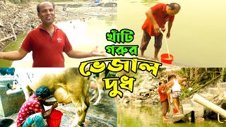 খাঁটি গরুর ভেজাল দুধ | New Bangla Funny Video 2022