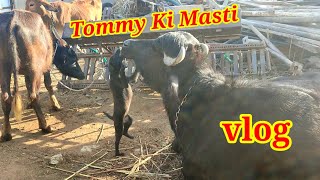 Tommy ki masti vlog || गाय और भैंसे के साथ मस्ती ||