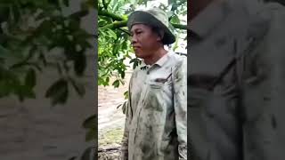 Teknik atau cara kawin bunga Durian Belanda agar buahnya besar mencapai 4 sampai 5 kg.salam Duren.