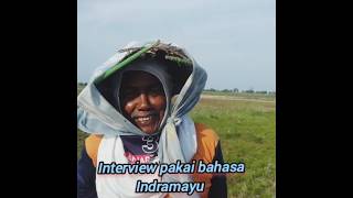 Bertanya pakai bahasa Indramayu