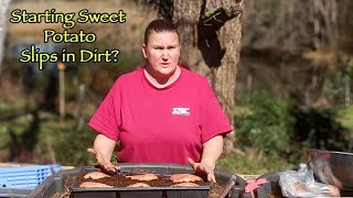 How To Grow Sweet Potato Slips For FREE!