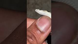 Snake that swims in sand