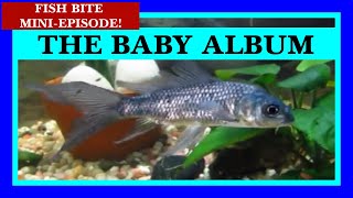 What do Newborn Koi Look Like? (Or Goldfish? Or Plecos?) It's our Baby Album Reel!