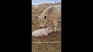 Rosslyn Heifer Calf #cowlover #cow #animal