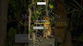 #junglecat  in #mangroves of #sundarbans #shorts #nature #wildlife #travel #explore #india