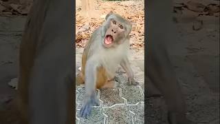 Funny Monkey Viral Video🤣🤣🤣#funny #comedy #trending #shorts