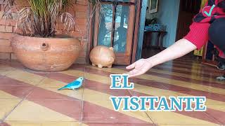 Un visitante azul