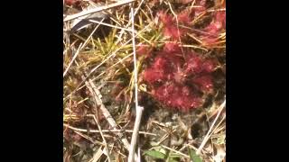 Sundew Carnivorous Plant