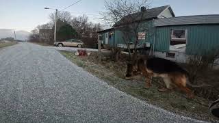 German shepherd on walk. Eros på tur. 02.12.2024. still you tubes most boring video part 2.