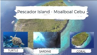 Pescador Island - Moalboal Cebu