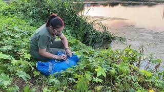 Release of a recuperated swan