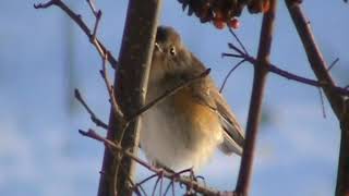 Tajgablåstjärt/Red-flanked Bluetail.