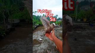 Pigeons are fighting for sit on my hand 🥰 ✋️ #pigeon #cute #ytshort #shorts #feeding