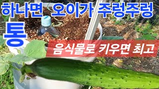 페인트통하나만있으면쉽게오이를키울수있습니다#좁은공간에서누구나할수있는텃밭#농사유튜버