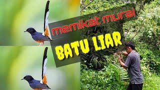 MEMIKAT MURAI BATU LIAR SUPER MANTAP