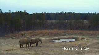 The Elephant Sanctuary | Digging and Dusting At Africa