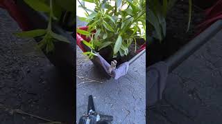 My Sister In-law’s Thought Me This || Patio Plants ||Gardening Project #shortvideo