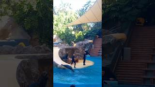 Focas #animals #shortvideo