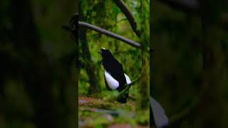 Birds of Paradise Unveiled: Western Parotia Beauty | A Stunning Display of Natural Beauty