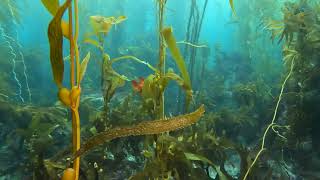 Anacapa Island