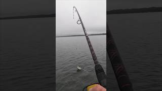 #stripedbass Ripping Drag #fishing