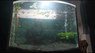 Aquarium full ikan guppy with undergravel filter