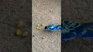 Parrots #shortvideo #parrot #loro