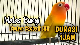 Suara Burung Lovebird NGEKEK PANJANG, Pancingan Lovebird PALING CEPAT BIKIN BUNYI