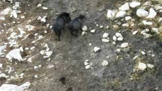 Javelinas