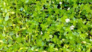 Brahmi Plant#brahmi#shorts